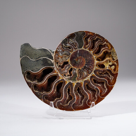 Calcified Ammonite Slice With Acrylic Display Stand V4