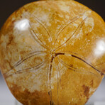 Genuine Fossilized Sea Urchin