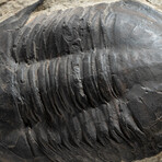 Trilobite (Acadoparadoxides) Fossil On Matrix With Acrylic Display Stand