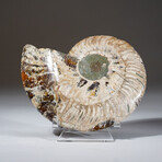 Calcified Ammonite Slice With Acrylic Display Stand V5