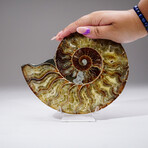 Calcified Ammonite Slice With Acrylic Display Stand V1