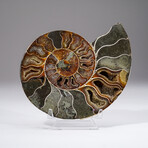 Calcified Ammonite Slice With Acrylic Display Stand V3