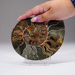 Calcified Ammonite Slice With Acrylic Display Stand V3
