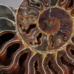 Calcified Ammonite Slice With Acrylic Display Stand V4
