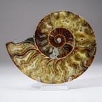 Calcified Ammonite Slice With Acrylic Display Stand V1
