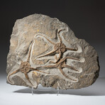 Fossilized Starfish