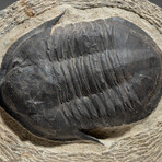 Trilobite (Acadoparadoxides) Fossil On Matrix With Acrylic Display Stand