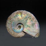 Opalized Ammonite With Acrylic Display Stand V3
