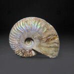 Opalized Ammonite With Acrylic Display Stand V2