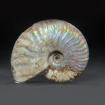 Opalized Ammonite With Acrylic Display Stand V2