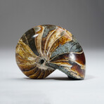 Calcified Ammonite With Acrylic Display Stand V1