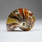 Calcified Ammonite With Acrylic Display Stand V3