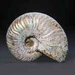Opalized Ammonite With Acrylic Display Stand V1