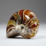 Calcified Ammonite With Acrylic Display Stand V3