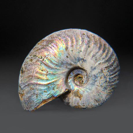Opalized Ammonite With Acrylic Display Stand V1