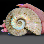 Opalized Ammonite With Acrylic Display Stand V5