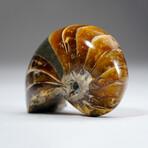Calcified Ammonite With Acrylic Display Stand V2