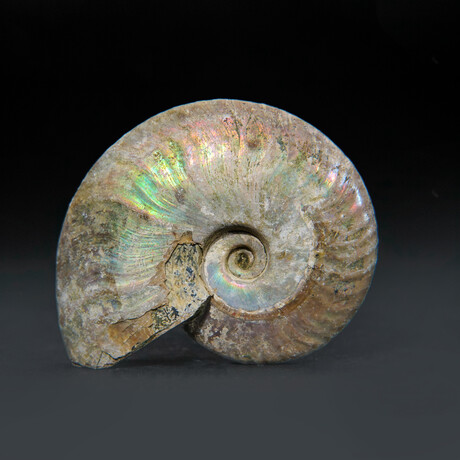 Opalized Ammonite With Acrylic Display Stand V4