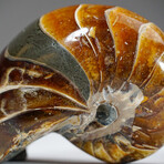 Calcified Ammonite With Acrylic Display Stand V2