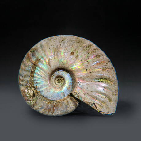 Opalized Ammonite With Acrylic Display Stand V5