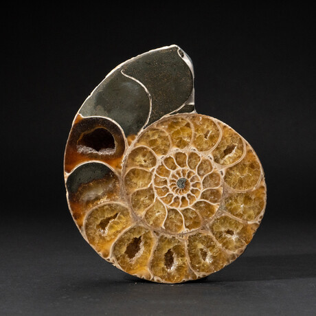 Polished Calcified Ammonite Half