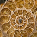 Genuine Polished Calcified Ammonite Half // 230G