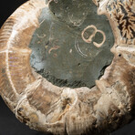 Genuine Polished Calcified Ammonite Half // 230G