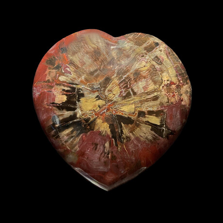 Petrified Wood Heart // 220 Million Years Old // 7 lb