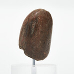 Ancient Ecuador, 3500 - 1500 BC // Valdivia "Venus" head