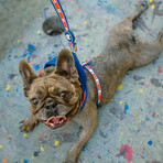 Champion x Fresh Pawz // Leash (S)