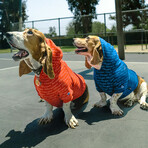 Champion X Fresh Pawz // Logo Repeat Hoodie // Dog Clothing (S)