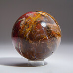 Genuine Polished Petrified Wood Sphere With Acrylic Display Stand // V2