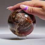 Genuine Polished Petrified Wood Sphere With Acrylic Display Stand // V2