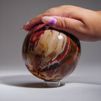 Genuine Polished Petrified Wood Sphere With Acrylic Display Stand // V1