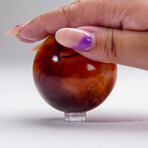 Genuine Polished Carnelian Sphere With Acrylic Display Stand // V1