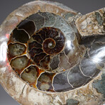 Genuine Calcified Ammonite Half with Acrylic Display Stand // 1.24lb