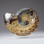 Genuine Calcified Ammonite Half with Acrylic Display Stand // 1.65lb