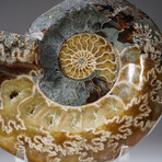 Genuine Calcified Ammonite Half with Acrylic Display Stand // 1.65lb