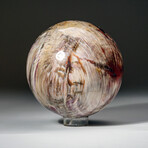Genuine Polished Petrified Wood Sphere with Acrylic Display Stand // 5.34lb
