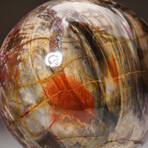 Genuine Polished Petrified Wood Sphere with Acrylic Display Stand // 5.34lb