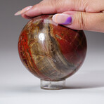 Genuine Polished Petrified Wood Sphere with Acrylic Display Stand // 1.91lb