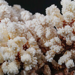 Genuine Stem Coral