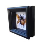 5-Horned Beetle Shadow Box
