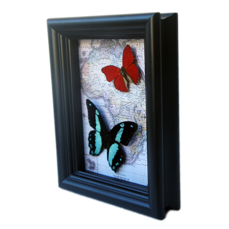 African Map Butterfly Shadow Box