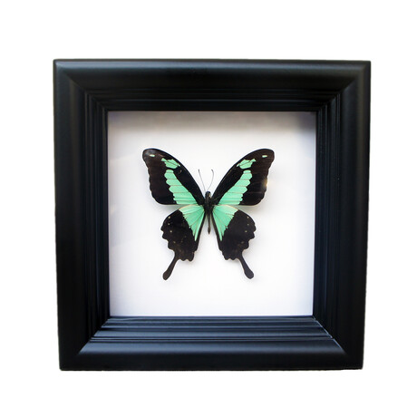 Papilio Phorcas Butterfly Shadow Box