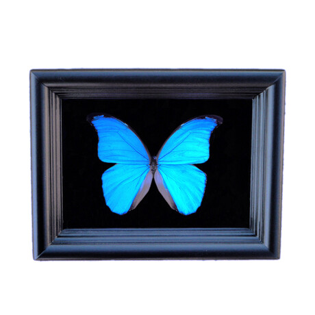 Blue Morpho Butterfly Shadow Box