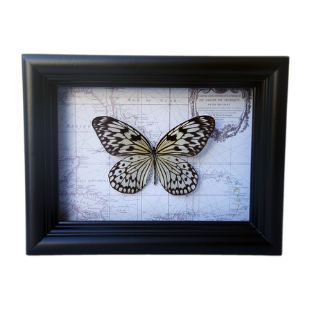 Rice Paper Butterfly Map Shadow Box