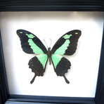 Papilio Phorcas Butterfly Shadow Box
