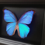 Blue Morpho Butterfly Shadow Box