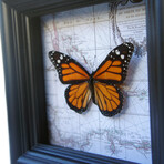 Monarch Butterfly Map Shadow Box